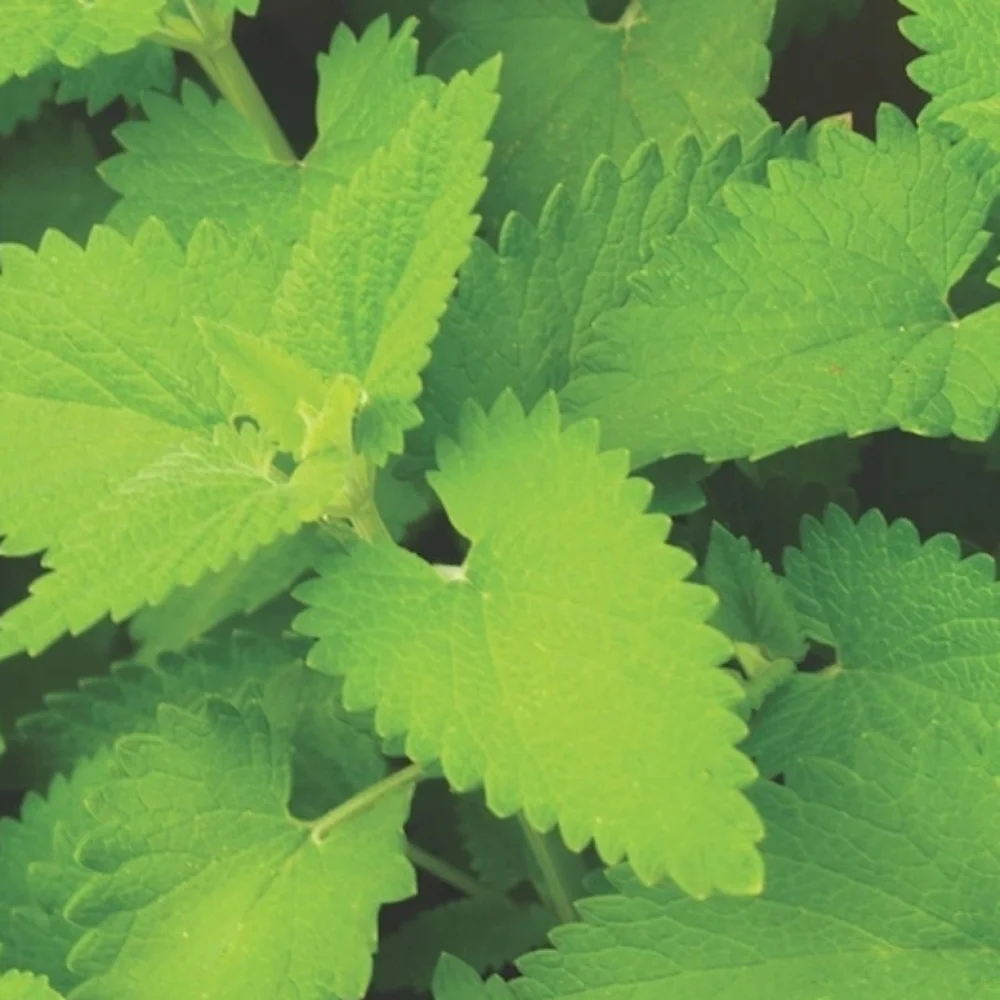 Seeds. Catnip (300mg) 2025